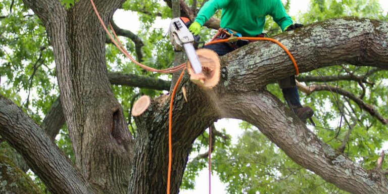 Maintaining Healthy Landscapes in Kelowna’s Natural Environment